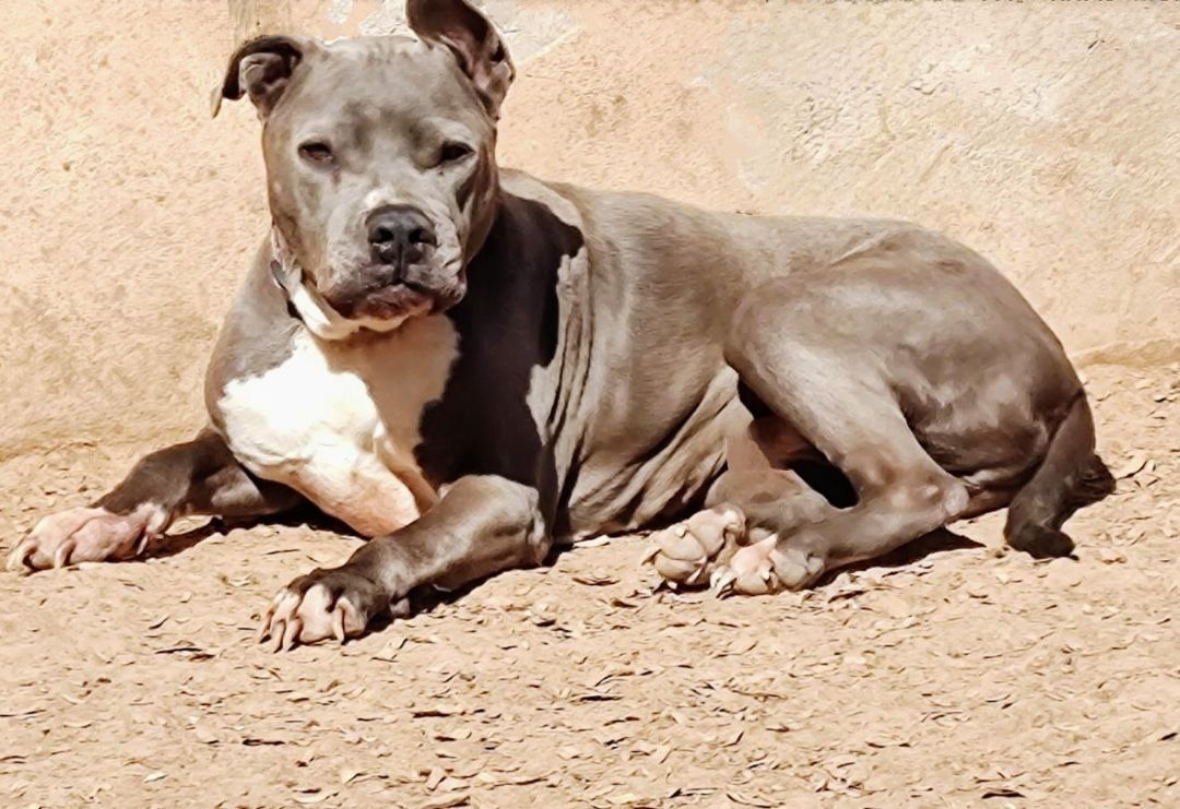 THOR, an adoptable American Staffordshire Terrier in Pena Blanca, NM, 87041 | Photo Image 1