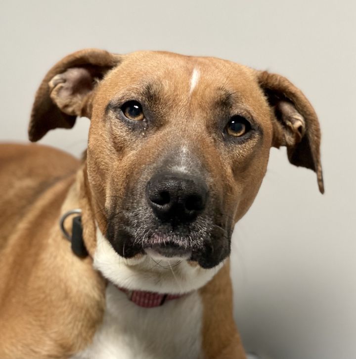 MAGGIE, an adoptable Mixed Breed in Dallas, PA_image-1