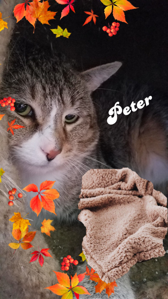Peter, an adoptable Domestic Short Hair in Lorain, OH, 44052 | Photo Image 5