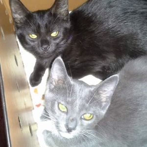 Blackie and Miss Grey: Courtesy Post Domestic Short Hair Cat