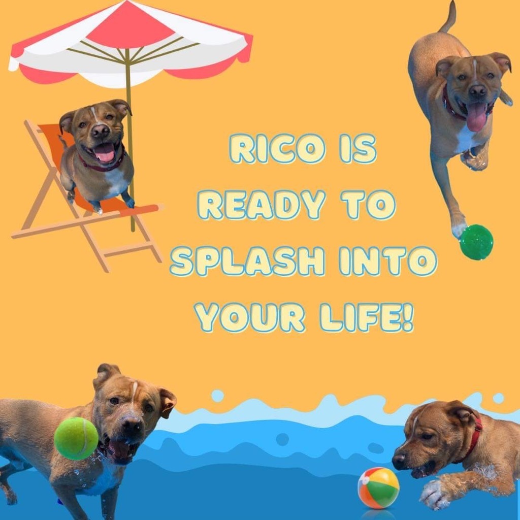 Ricardo (aka Rico), an adoptable Pit Bull Terrier, Mixed Breed in Liverpool, NY, 13088 | Photo Image 2