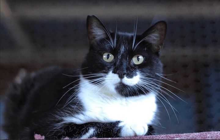 Betty, an adoptable Domestic Short Hair & Tuxedo Mix in Williamsburg, NM_image-1