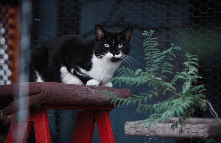 Betty, an adoptable Domestic Short Hair & Tuxedo Mix in Williamsburg, NM_image-5