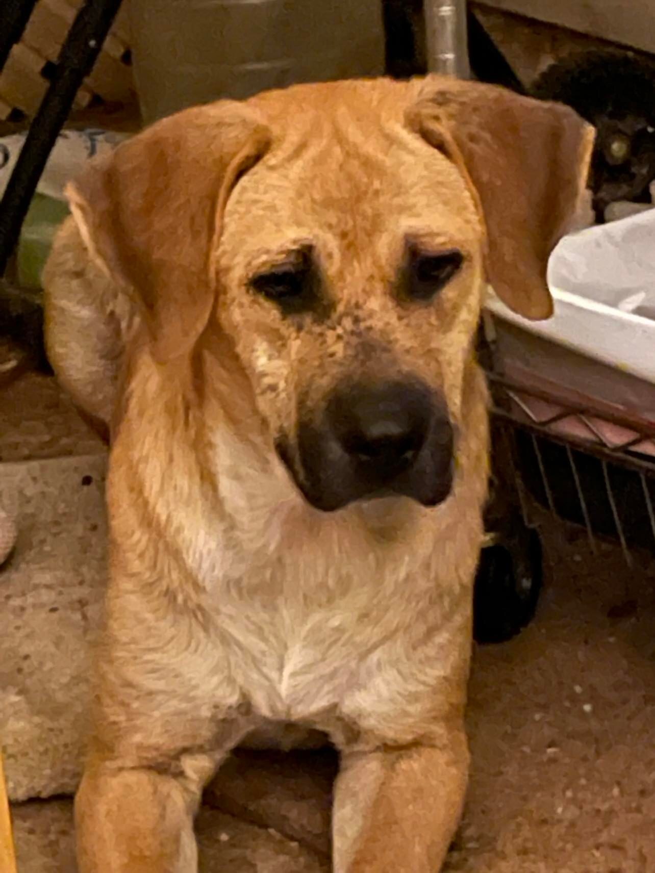 Igor, an adoptable Golden Retriever, Great Pyrenees in Berea, KY, 40403 | Photo Image 1