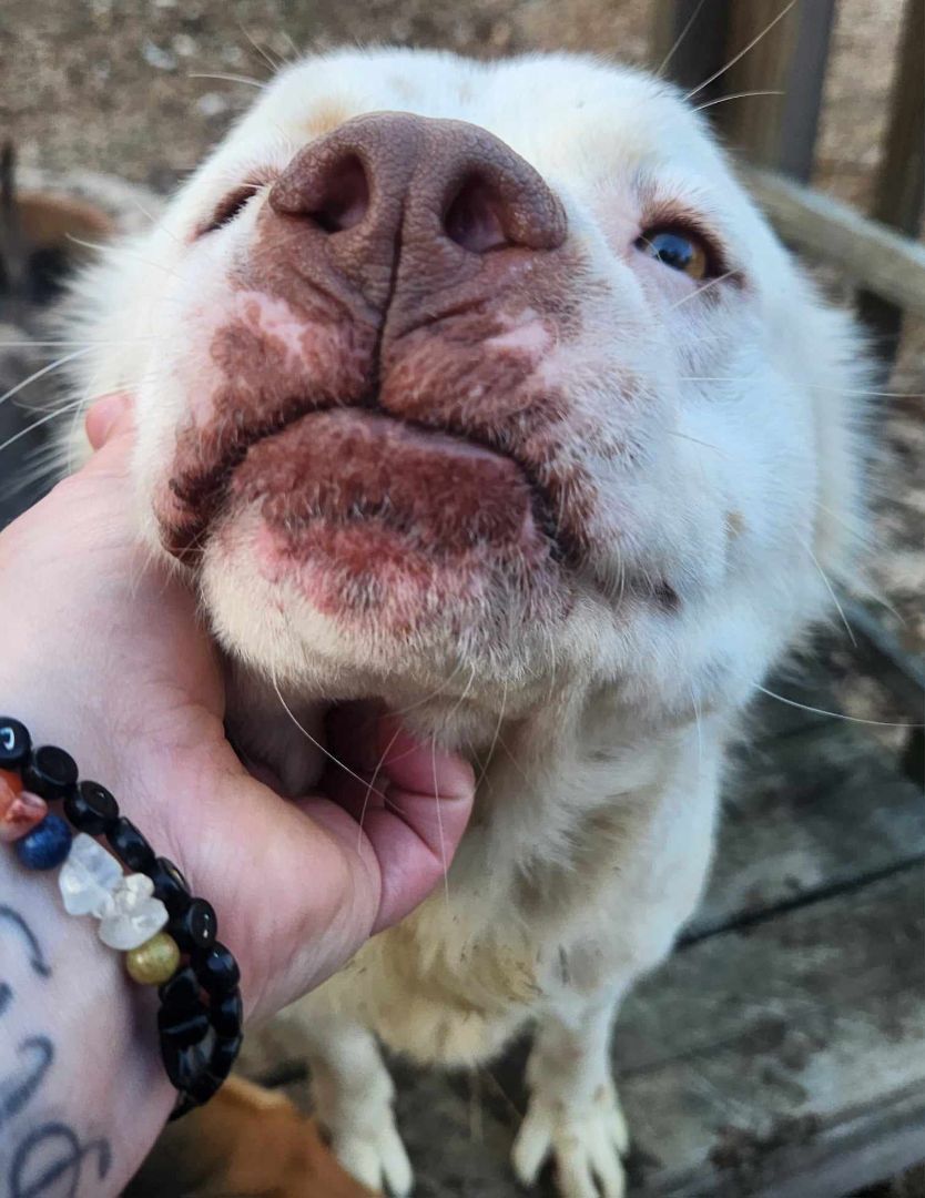 Rosie Posie, an adoptable Australian Shepherd, Pit Bull Terrier in Lewisburg, TN, 37091 | Photo Image 2