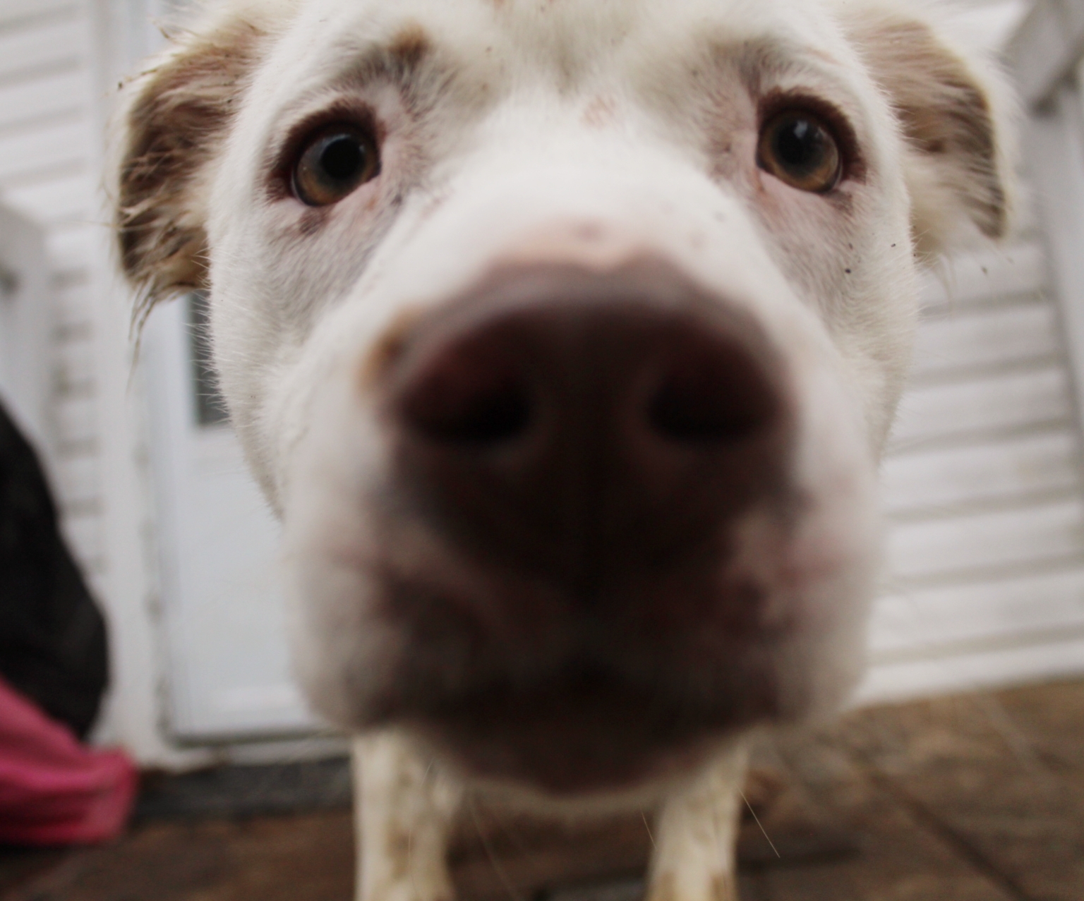 Rosie Posie, an adoptable Australian Shepherd, Pit Bull Terrier in Lewisburg, TN, 37091 | Photo Image 3