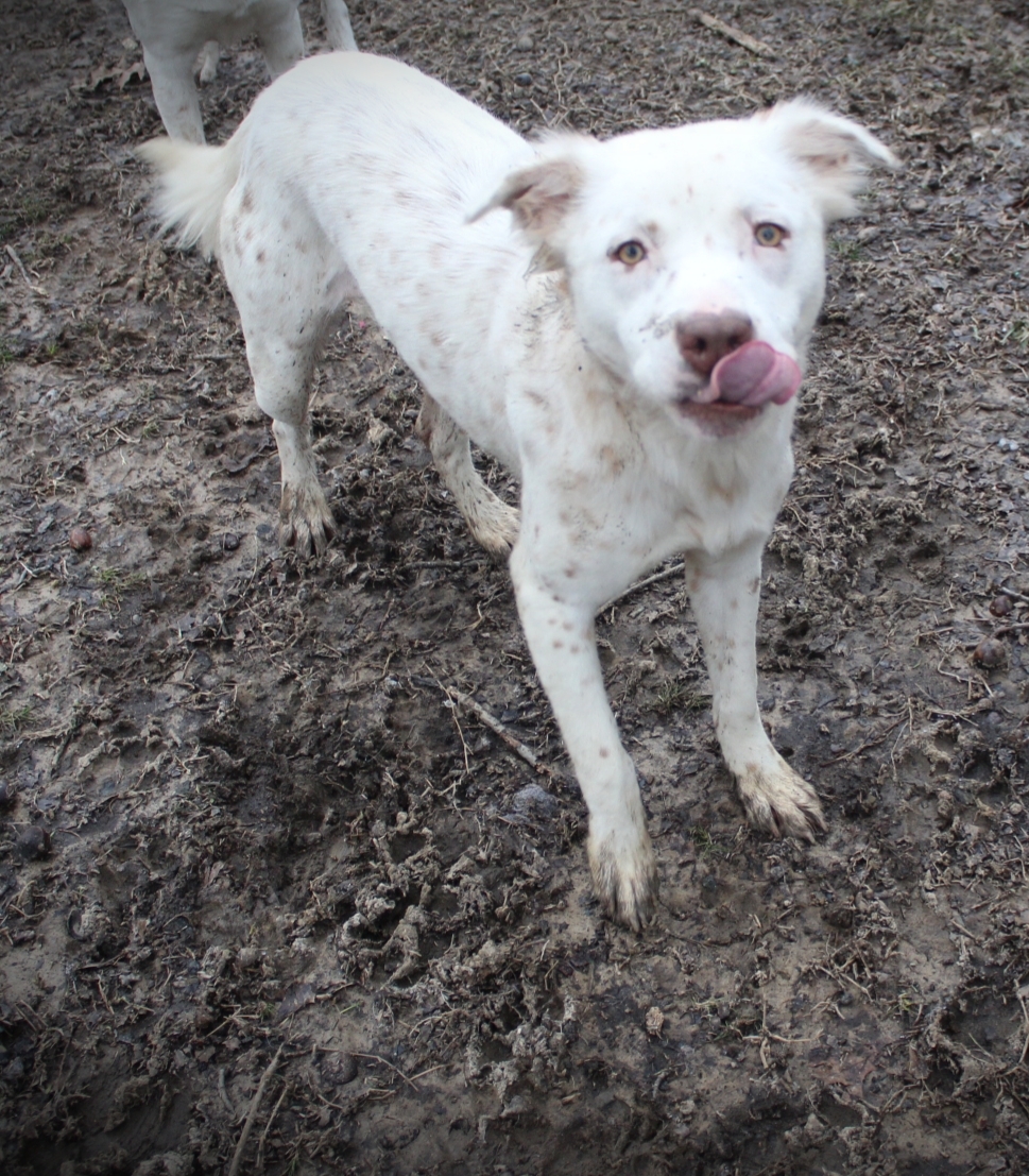 Rosie Posie, an adoptable Australian Shepherd, Pit Bull Terrier in Lewisburg, TN, 37091 | Photo Image 4