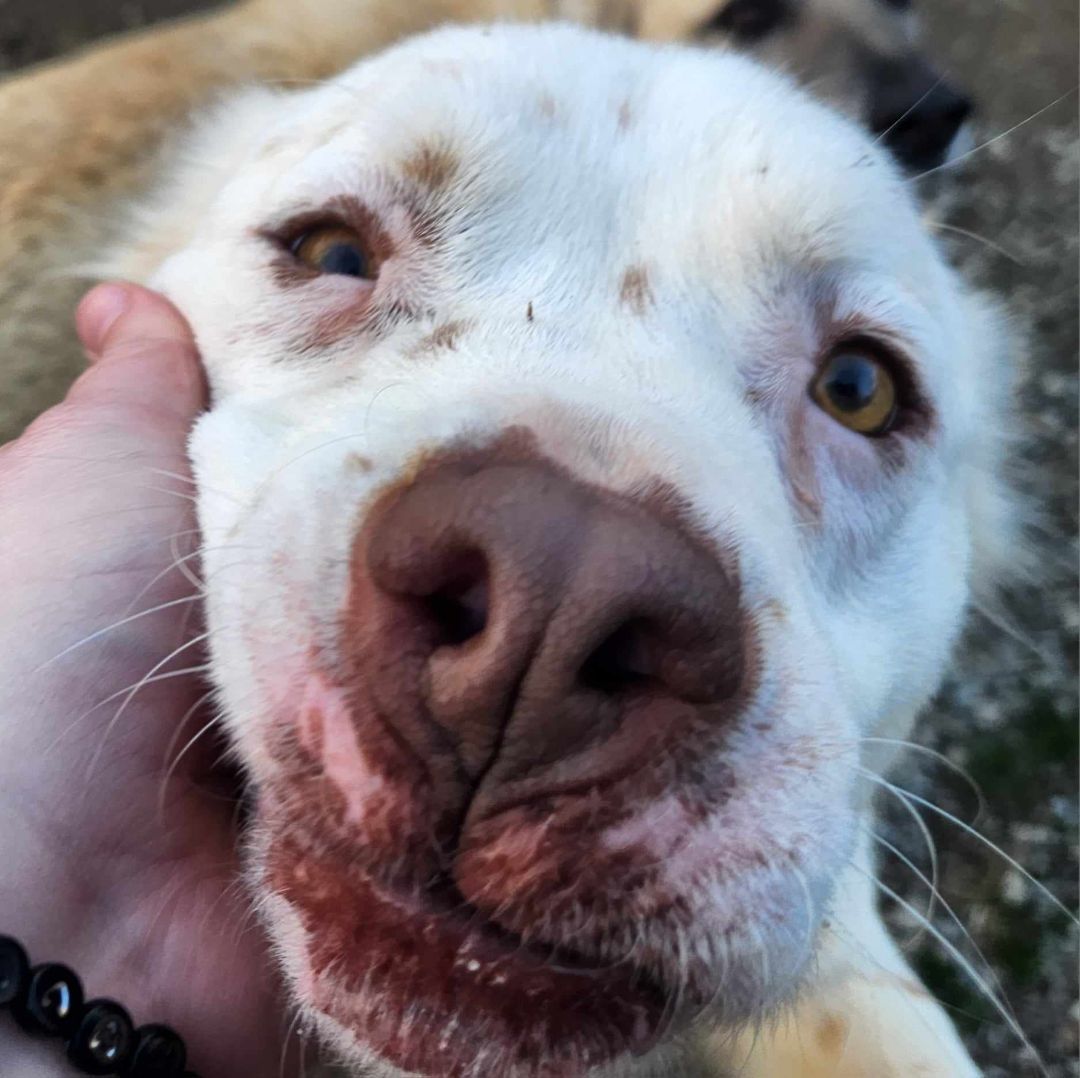 Rosie Posie, an adoptable Australian Shepherd, Pit Bull Terrier in Lewisburg, TN, 37091 | Photo Image 5