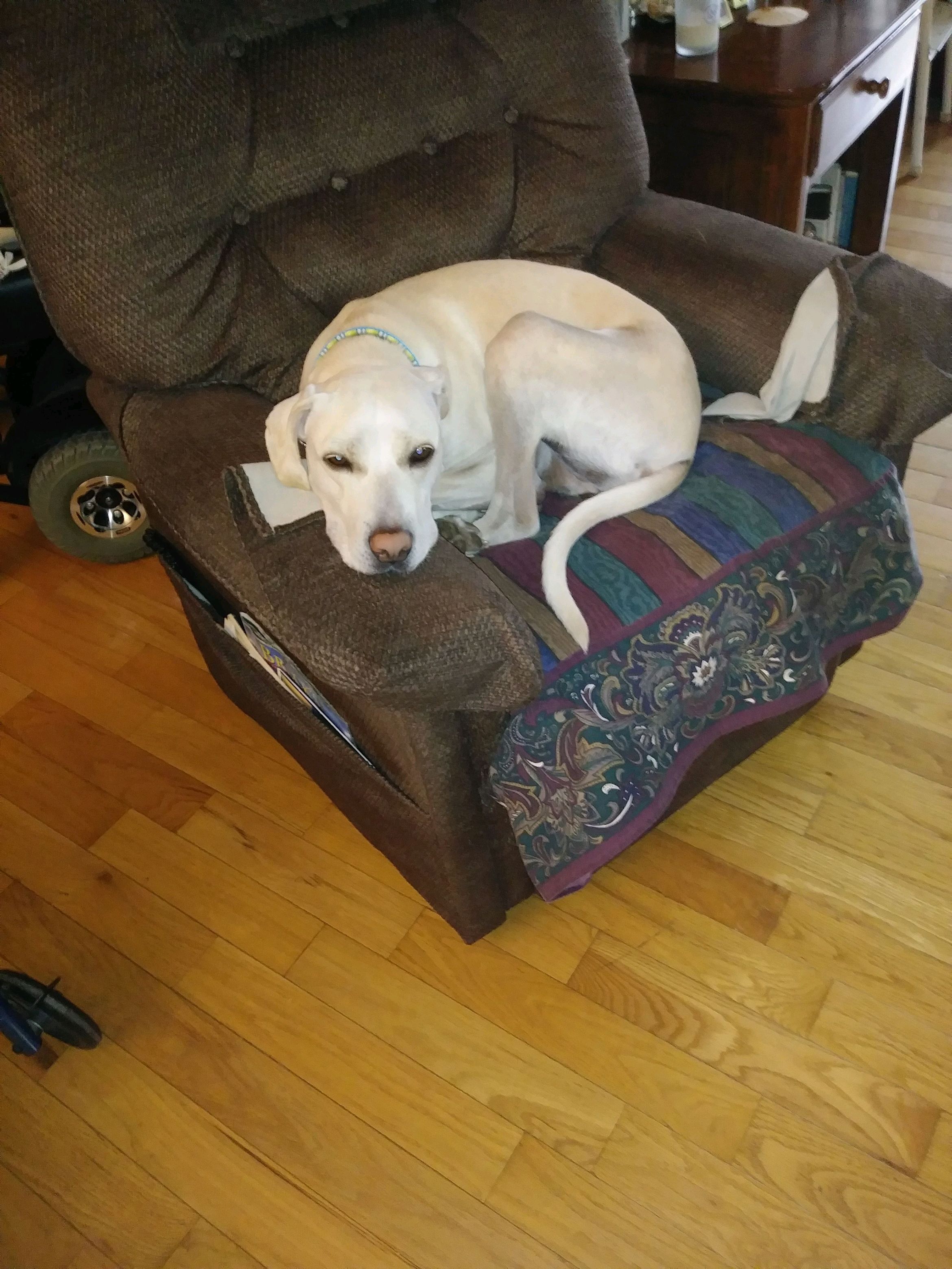 HAPPY , an adoptable Yellow Labrador Retriever in Kingsport, TN, 37660 | Photo Image 1