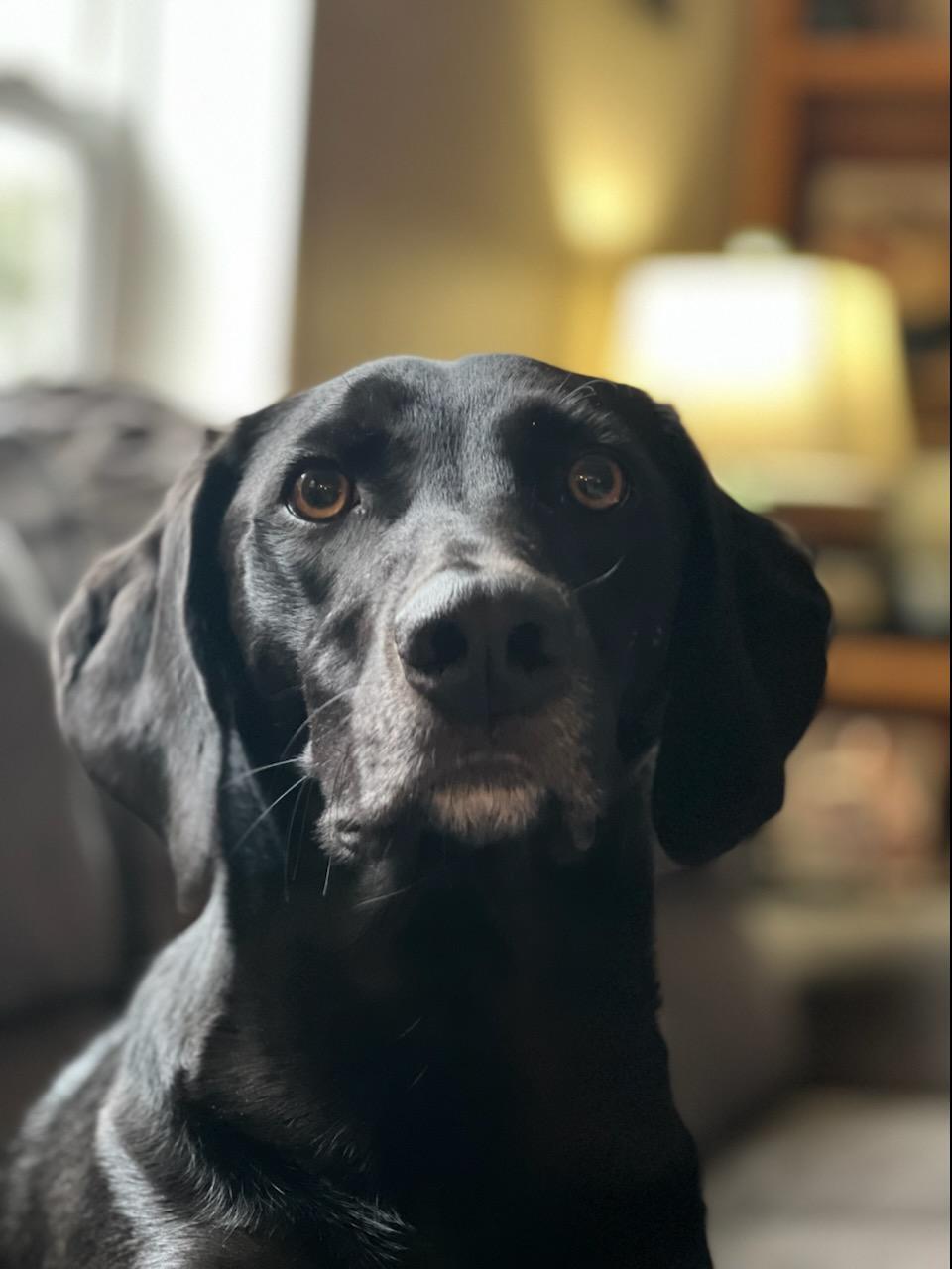 MARTY, an adoptable Weimaraner in Kingsport, TN, 37660 | Photo Image 1