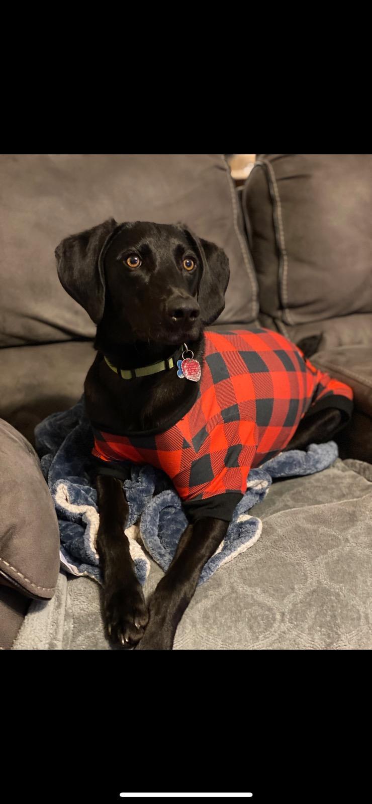 MARTY, an adoptable Weimaraner in Kingsport, TN, 37660 | Photo Image 2