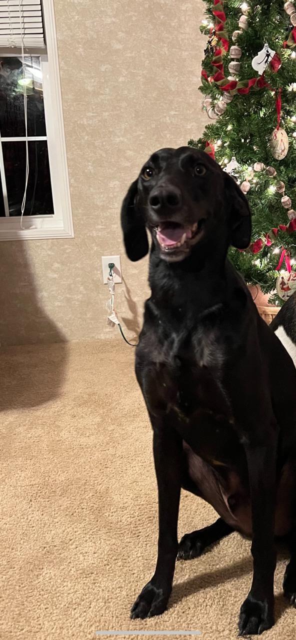 MARTY, an adoptable Weimaraner in Kingsport, TN, 37660 | Photo Image 3