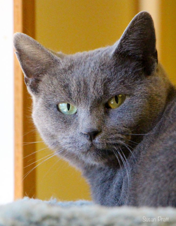 Lady Jane Grey, an adopted Domestic Short Hair Mix in Bedford, VA_image-1