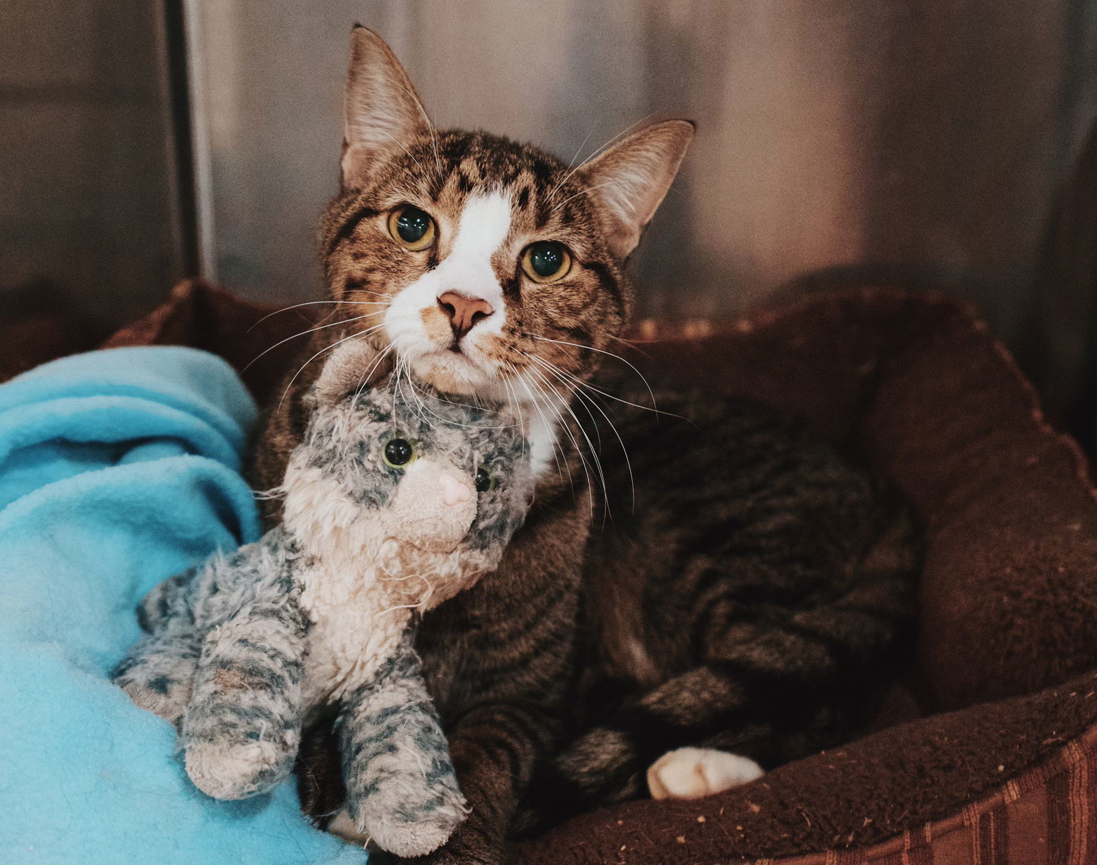Zevyn, an adoptable Domestic Short Hair in Cuyahoga Falls, OH, 44222 | Photo Image 1