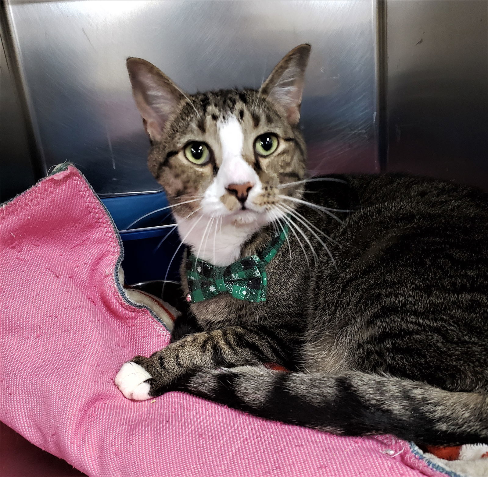 Zevyn, an adoptable Domestic Short Hair in Cuyahoga Falls, OH, 44222 | Photo Image 2