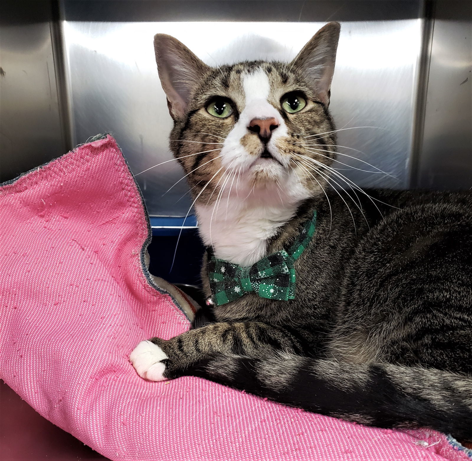 Zevyn, an adoptable Domestic Short Hair in Cuyahoga Falls, OH, 44222 | Photo Image 2
