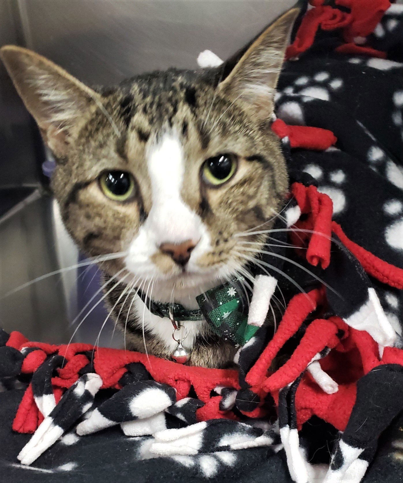 Zevyn, an adoptable Domestic Short Hair in Cuyahoga Falls, OH, 44222 | Photo Image 3