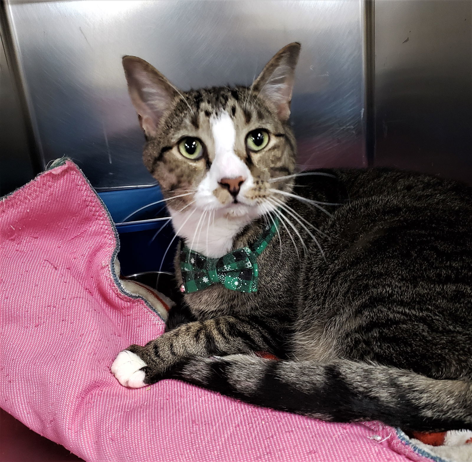 Zevyn, an adoptable Domestic Short Hair in Cuyahoga Falls, OH, 44222 | Photo Image 3