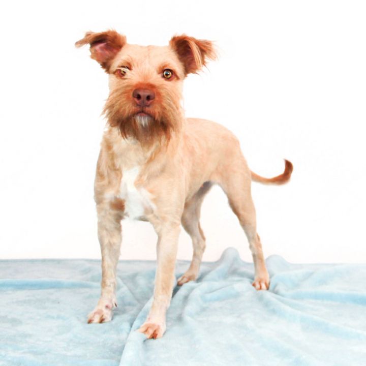 Josie, an adopted Terrier Mix in Clovis, CA_image-1