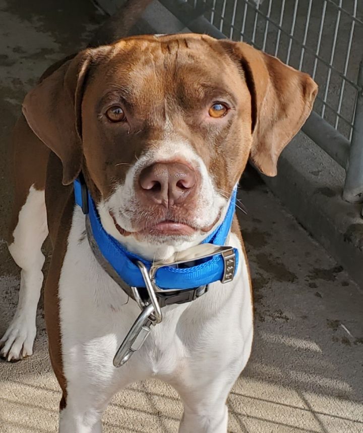 german shorthaired pointer boxer mix