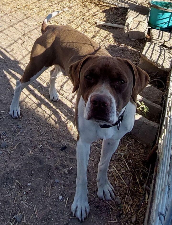 Boxer and hot sale pointer mix