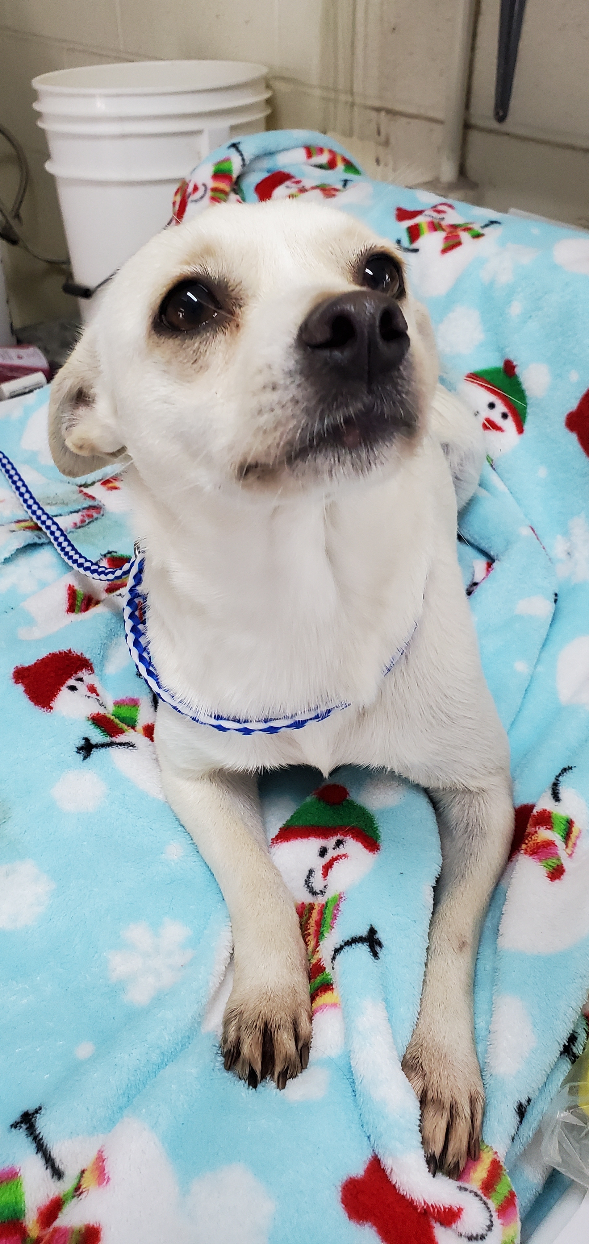 Charlie, an adoptable Terrier in Port Isabel, TX, 78578 | Photo Image 3