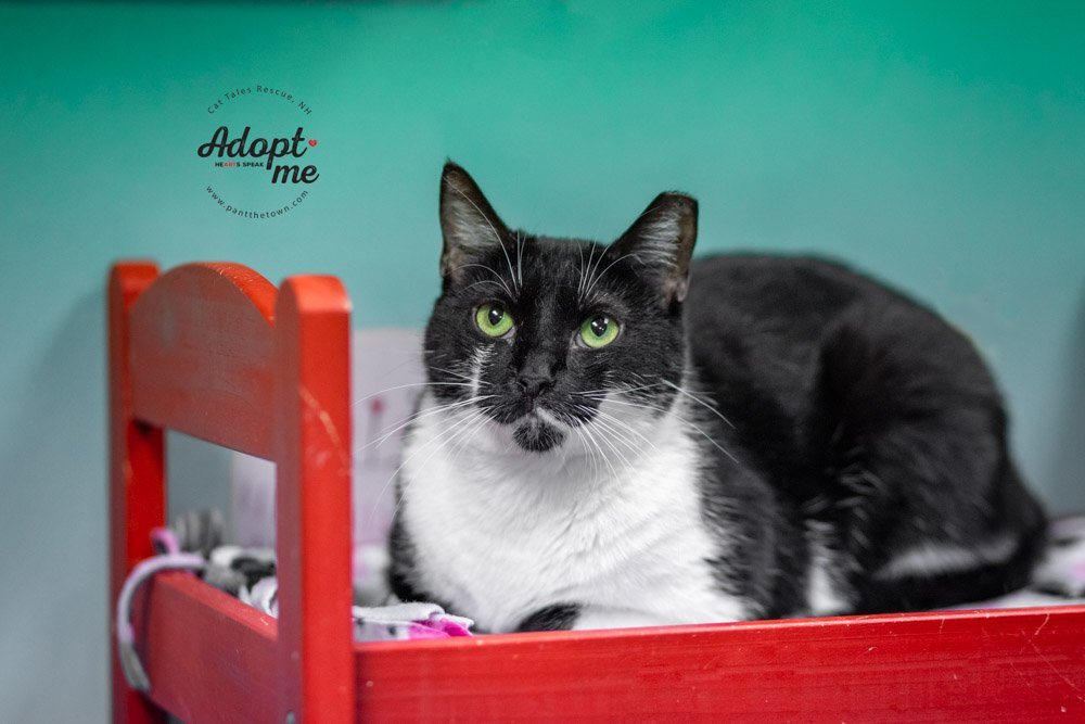 GIGI, an adoptable Domestic Short Hair in Seabrook, NH, 03874 | Photo Image 1