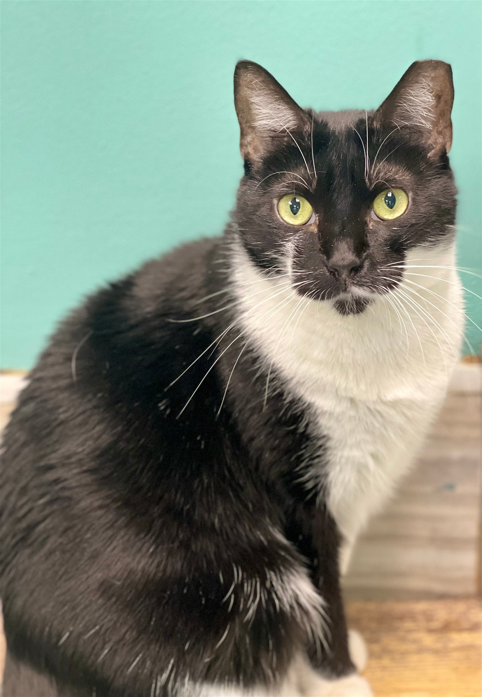 GIGI, an adoptable Domestic Short Hair in Seabrook, NH, 03874 | Photo Image 2