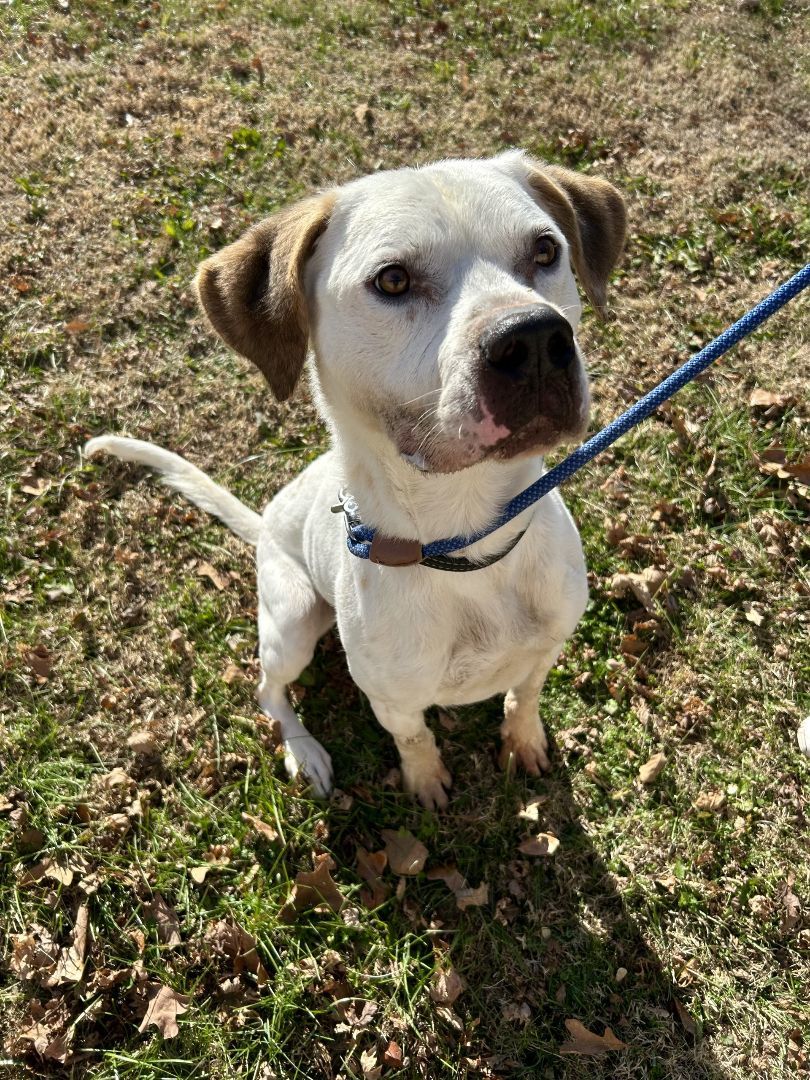Cable, an adoptable American Bulldog in Lowell, AR, 72745 | Photo Image 3