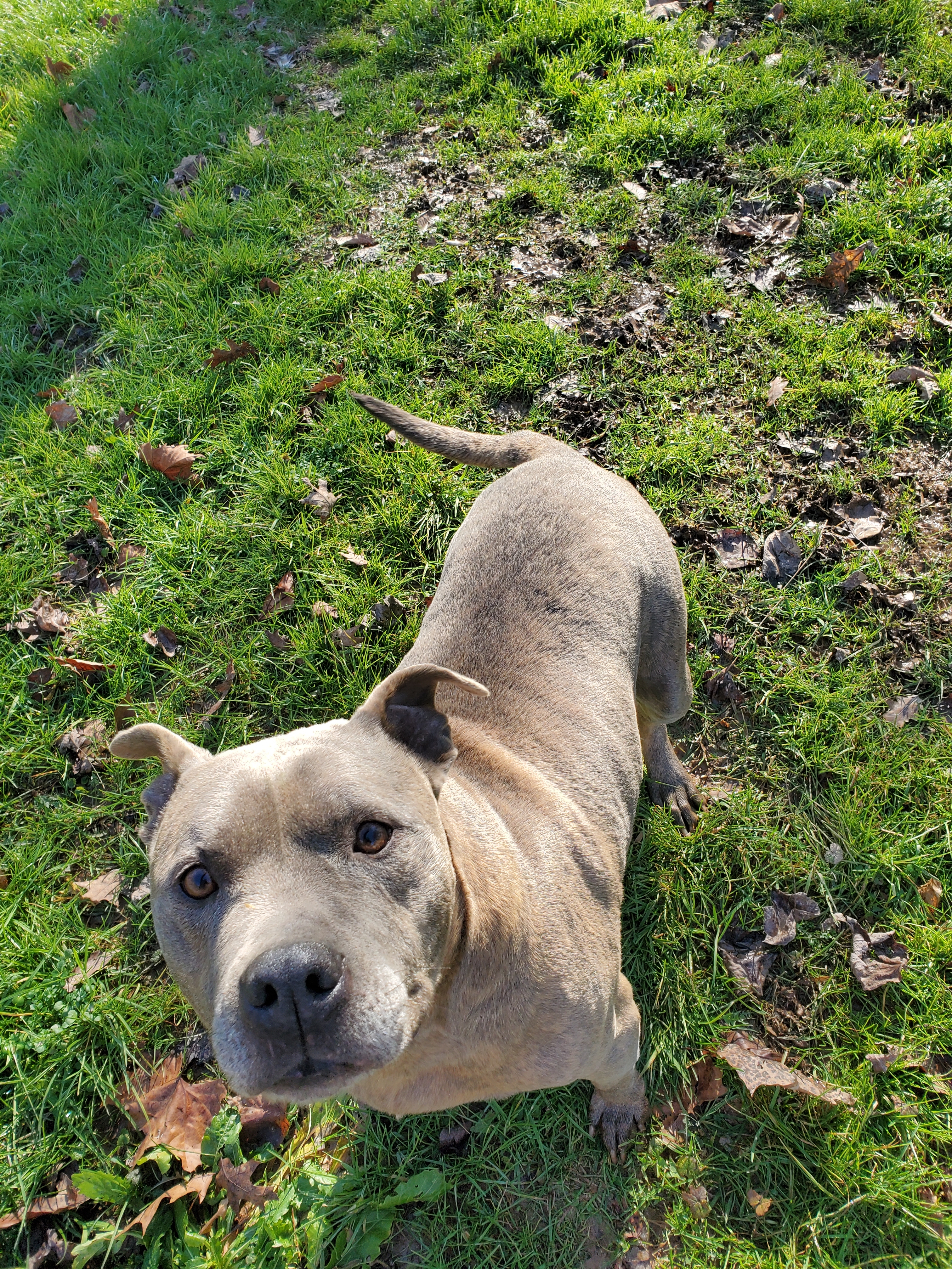 Gunther, an adoptable Pit Bull Terrier in Long Bottom, OH, 45743 | Photo Image 2
