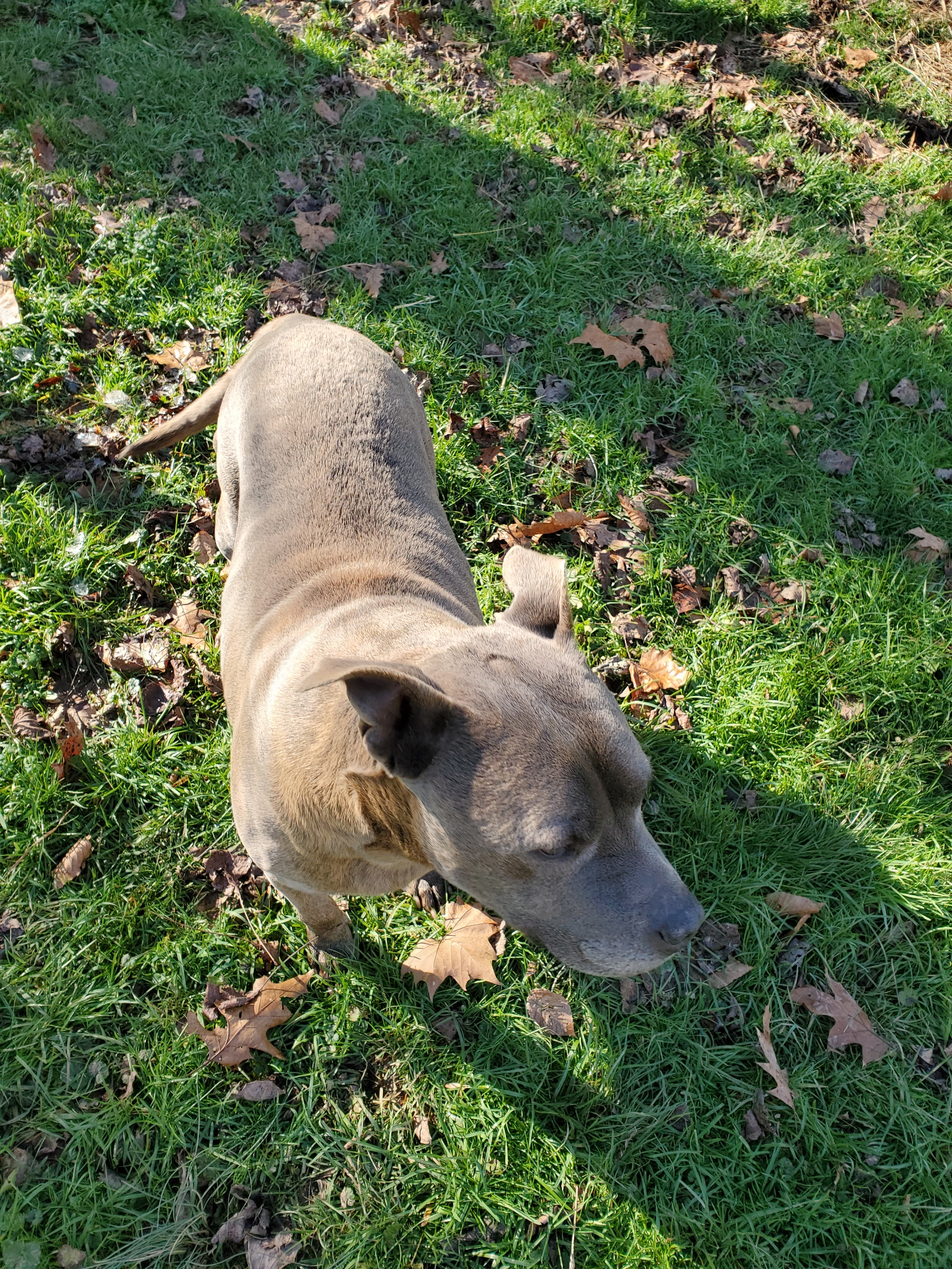 Gunther, an adoptable Pit Bull Terrier in Long Bottom, OH, 45743 | Photo Image 3