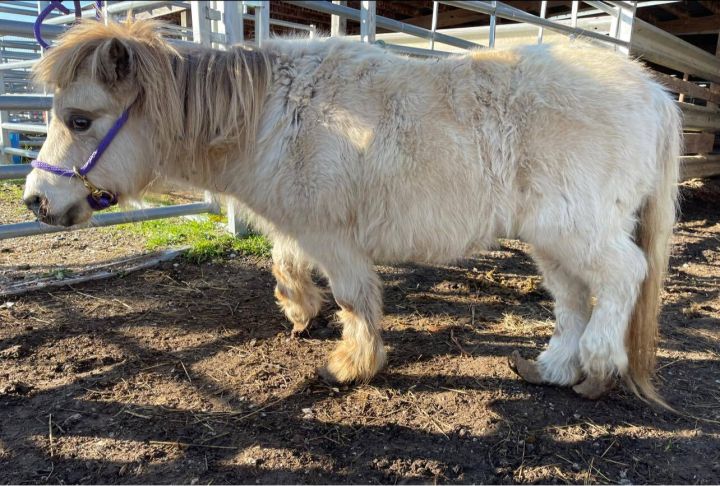 Bumble (Quarantine), an adoptable Miniature Horse in Hohenwald , TN_image-1