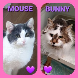 BUNNY - Bonded with Mouse, in Foster