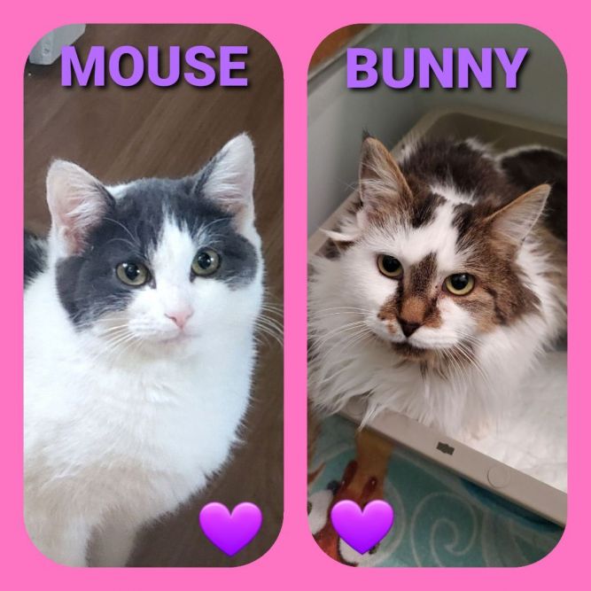 BUNNY - Bonded with Mouse, in Foster