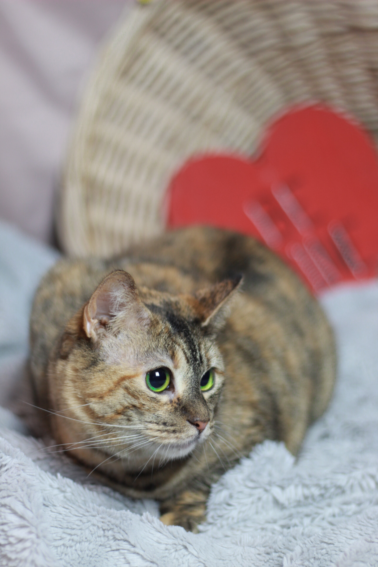 Lady , an adoptable Calico, Tiger in Olean , NY, 14760 | Photo Image 1