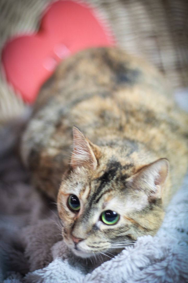 Lady , an adoptable Calico, Tiger in Olean , NY, 14760 | Photo Image 2