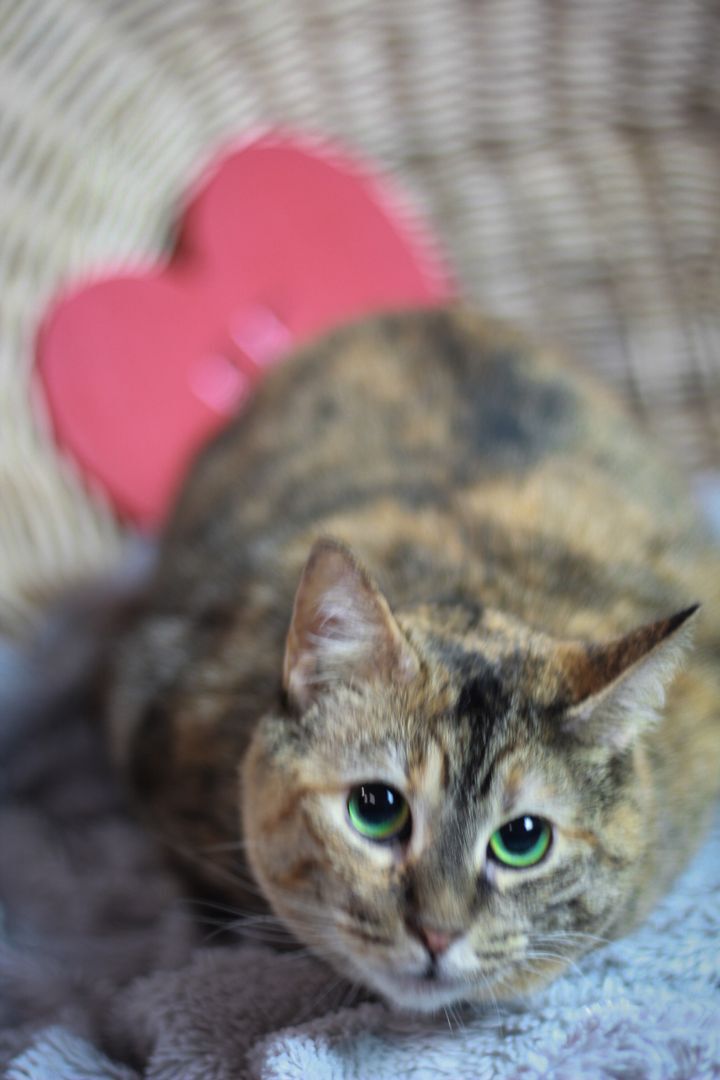 Lady , an adoptable Calico, Tiger in Olean , NY, 14760 | Photo Image 5