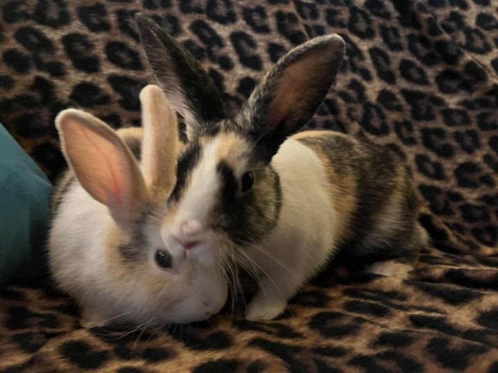 Nugget & Taffy, an adoptable Bunny Rabbit in Jackson, MN_image-1