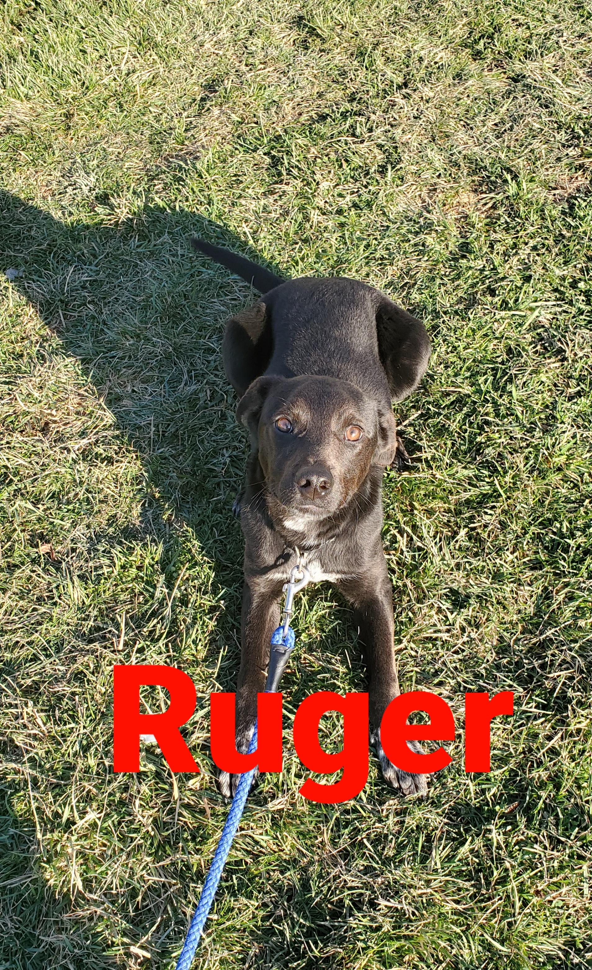 Ruger