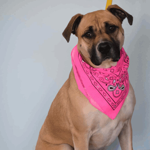 5814 Holly, an adoptable Black Mouth Cur, Terrier in Springfield, MO, 65810 | Photo Image 2