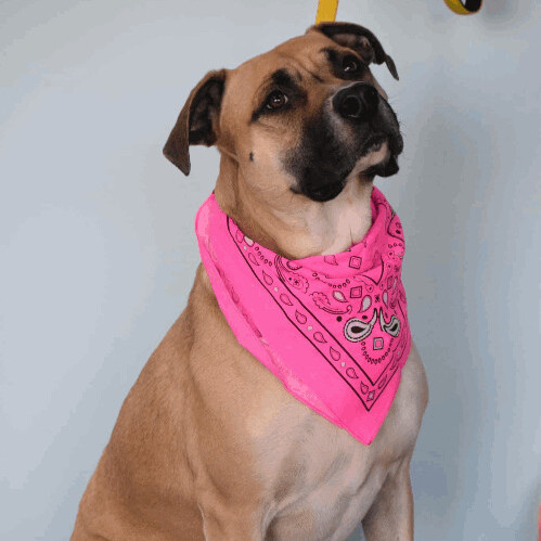 5814 Holly, an adoptable Black Mouth Cur, Terrier in Springfield, MO, 65810 | Photo Image 1
