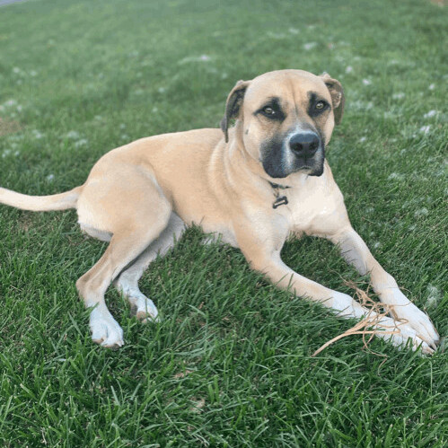 5814 Holly, an adoptable Black Mouth Cur, Terrier in Springfield, MO, 65810 | Photo Image 6
