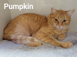 Pumpkin