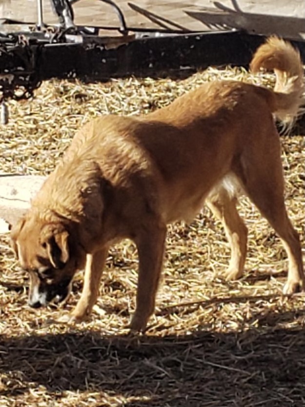Keisha, an adoptable Australian Shepherd in Roosevelt, UT, 84066 | Photo Image 3