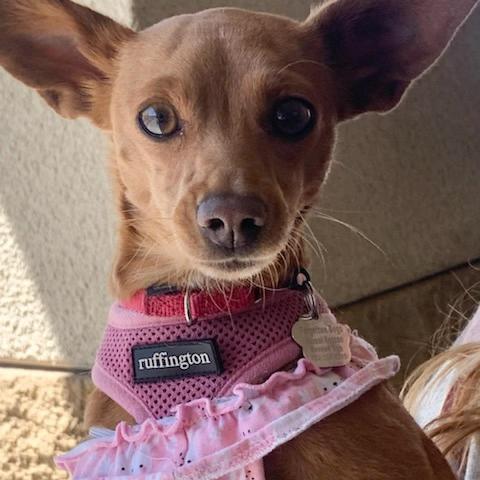 Dottie, an adoptable Chihuahua, Mixed Breed in Las Vegas, NV, 89120 | Photo Image 1