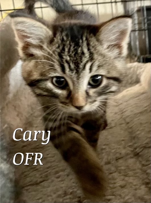 Cary, an adopted Domestic Short Hair Mix in Owasso, OK_image-1