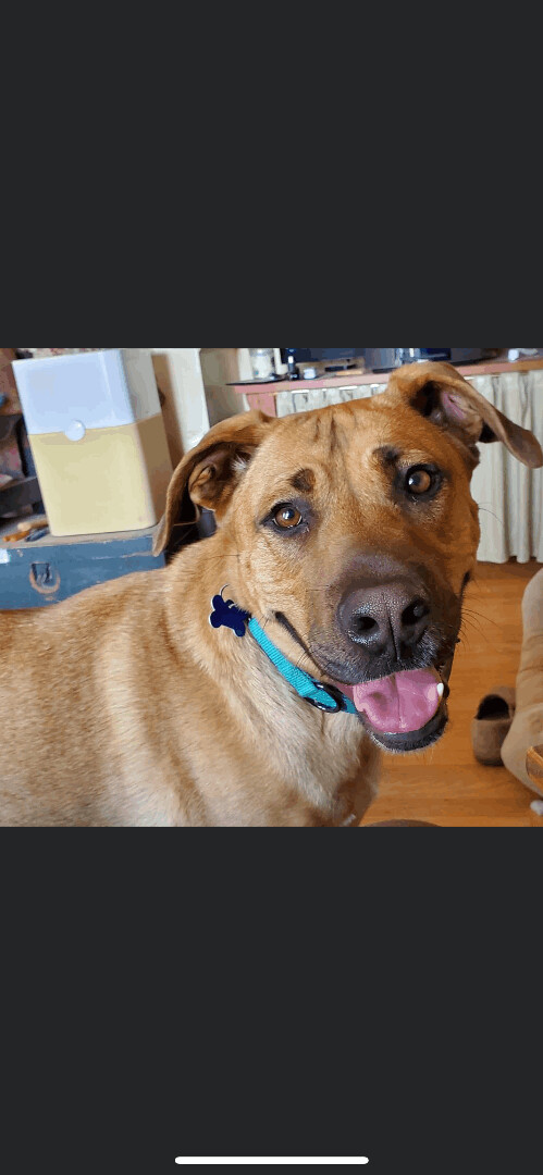 5822 Clyde, an adoptable Black Mouth Cur, Labrador Retriever in Springfield, MO, 65810 | Photo Image 1