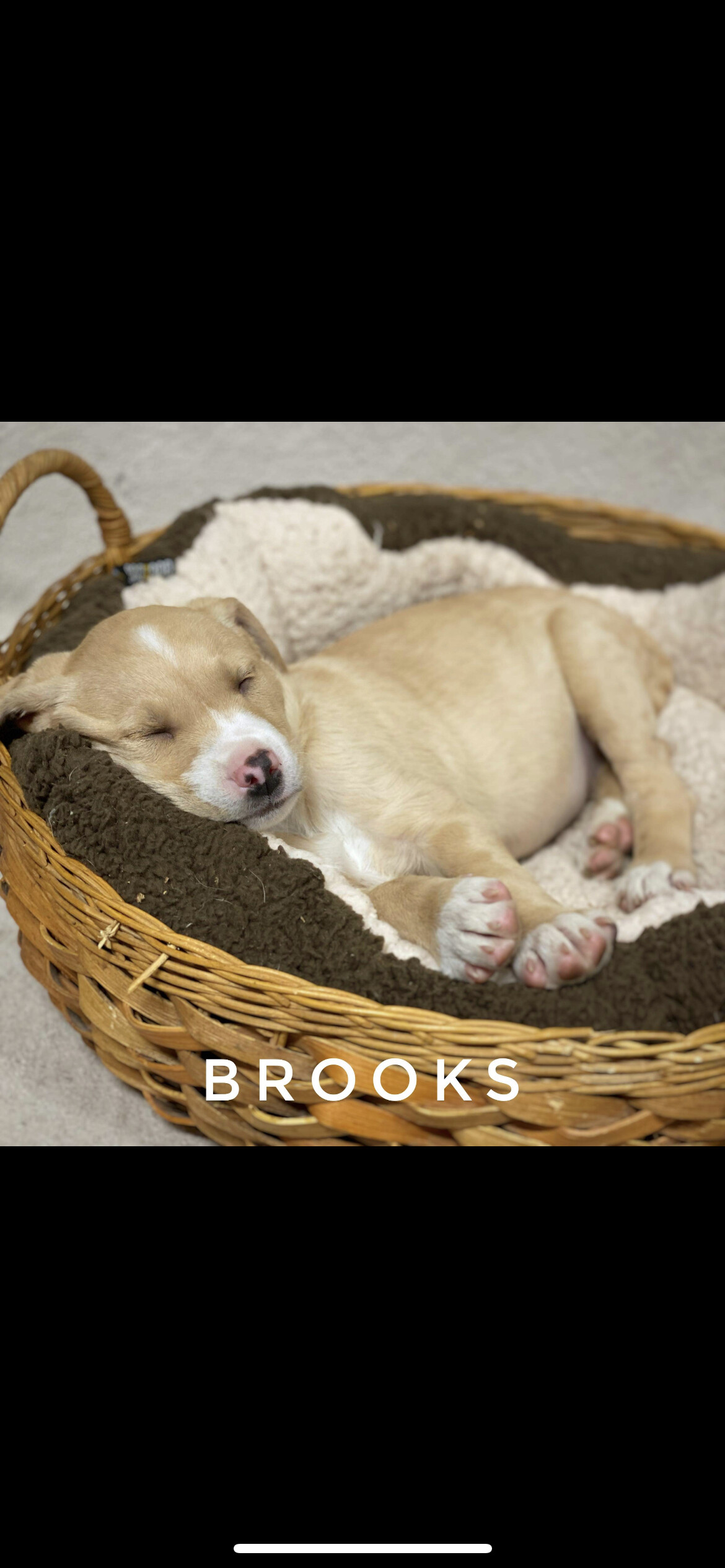 5829 Brooks, an adoptable Boxer, Yellow Labrador Retriever in Springfield, MO, 65810 | Photo Image 2