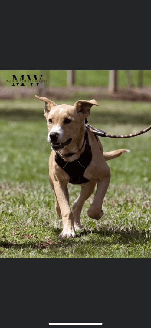 5829 Brooks, an adoptable Boxer, Yellow Labrador Retriever in Springfield, MO, 65810 | Photo Image 3