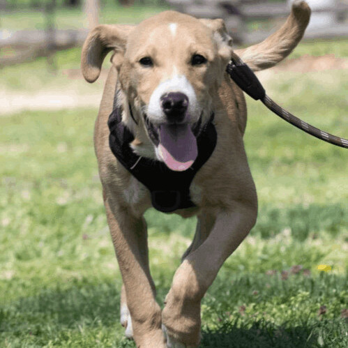 5829 Brooks, an adoptable Boxer, Yellow Labrador Retriever in Springfield, MO, 65810 | Photo Image 4